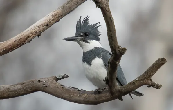 Branches, grey, background, bird, Kingfisher, crest
