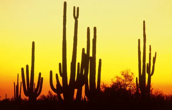 Sunset, Desert, cacti