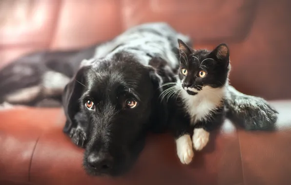 Wallpaper cat, dog, home