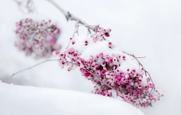Picture winter, snow, branch, Berries, pink, time of the year