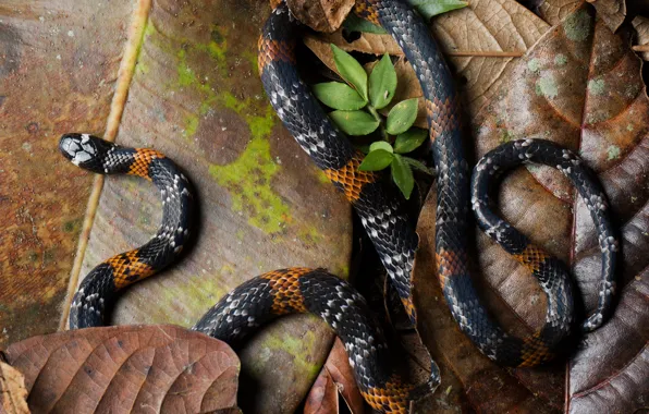 Picture leaves, nature, pose, foliage, snake, striped, reptile