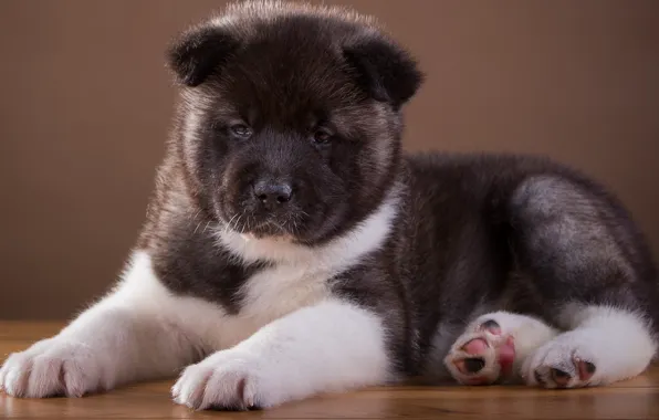Picture cute, puppy, breed, doggie, Japanese, Akita