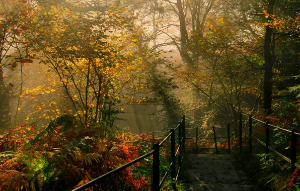 Picture autumn, the sun, trees, Park, the descent, England, railings, the bushes