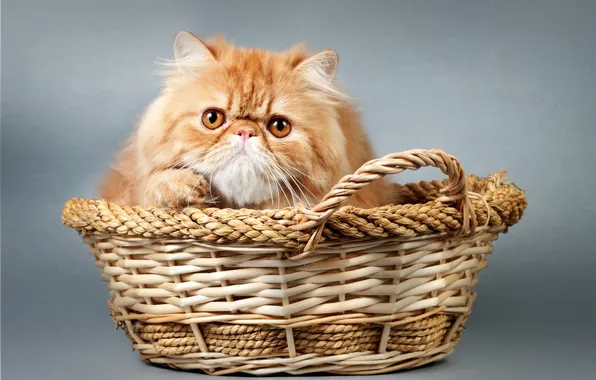 Picture basket, kitty, kitty, basket