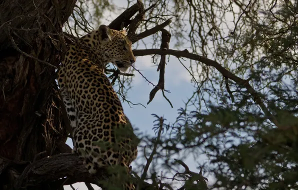 Tree, foliage, leopard, profile, wild cat