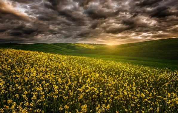 Field, summer, the sky, rays, clouds, nature, rape