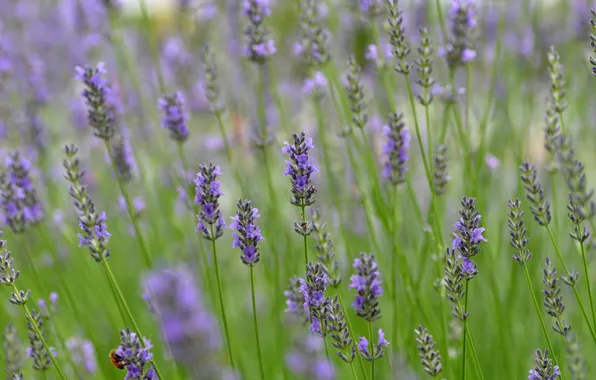 Field, grass, flowers, plant, meadow, insect, lavender