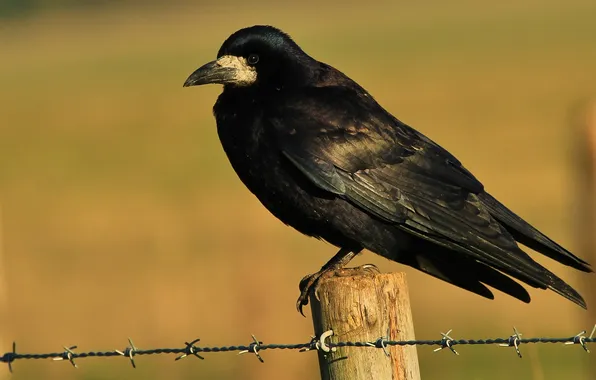 Picture bird, black, Raven, barbed, wire