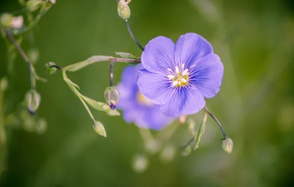 Flower, Purple, beautiful
