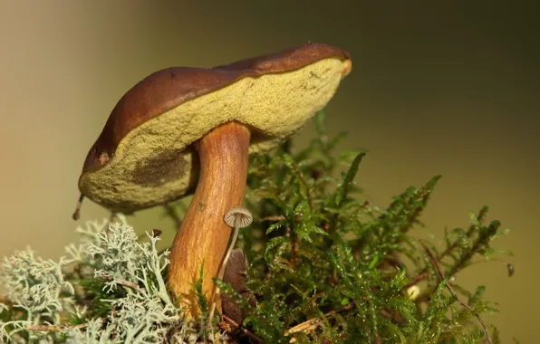 Picture nature, background, mushrooms