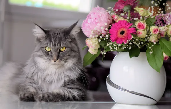 Cat, cat, look, face, flowers, table, grey, roses