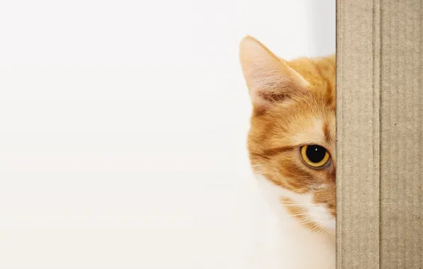 Cat, eyes, cat, look, face, box, portrait, white background