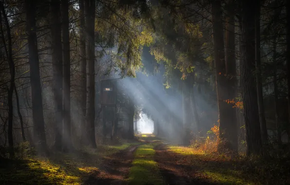 Picture road, forest, the sun, rays, light, branches, fog, shadow