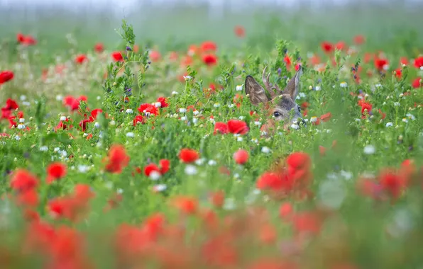 Greens, field, summer, flowers, nature, thickets, Maki, chamomile