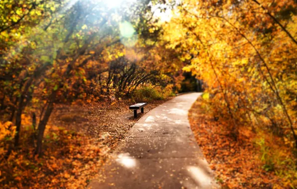 Autumn, Park, bench