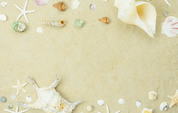 Sand, beach, summer, shell, summer, beach, sea, sand