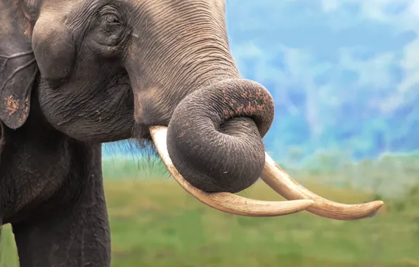 Look, face, background, elephant, tusks, trunk