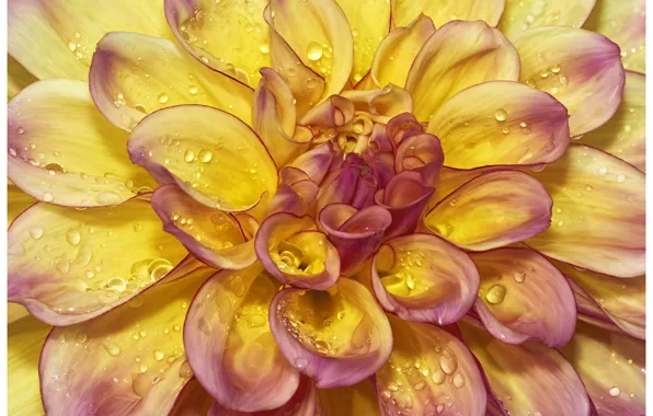 Flowers, petals, dahlias