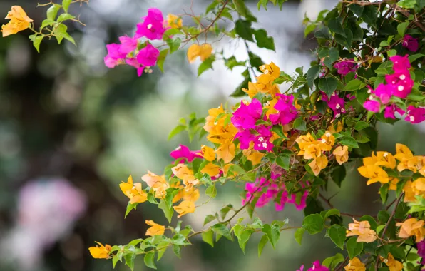 Leaves, flowers, branches, Bush, yellow, pink, flowering, bokeh