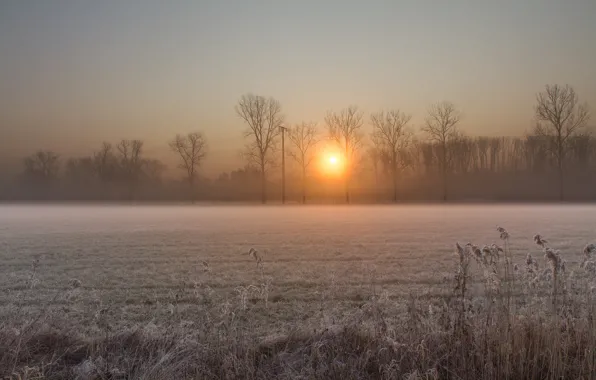 Winter, frost, field, the sun, trees, sunrise, dawn, Morning