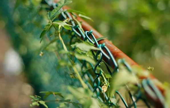 Mesh, the fence, rosteniya