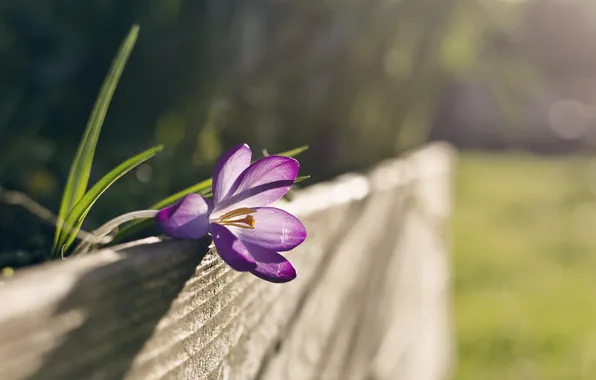 Picture flower, nature, spring