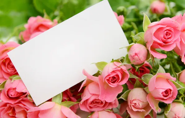 Flowers, roses, bouquet