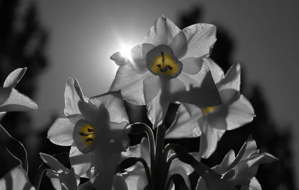 The sun, rays, light, nature, petals, inflorescence