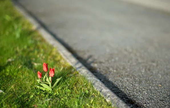Picture road, macro, tulips