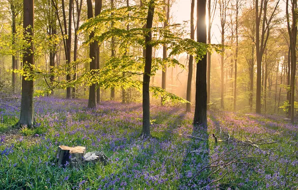 Picture forest, grass, rays, light, trees, flowers, morning