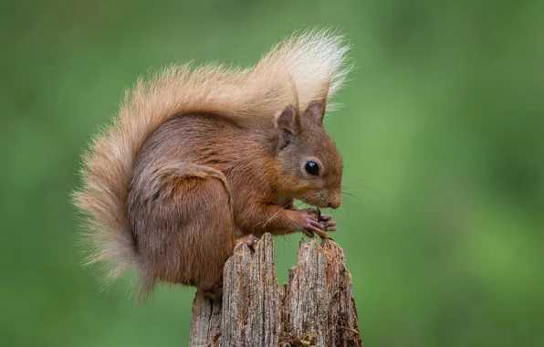 Nature, background, stump, protein, tail, green background