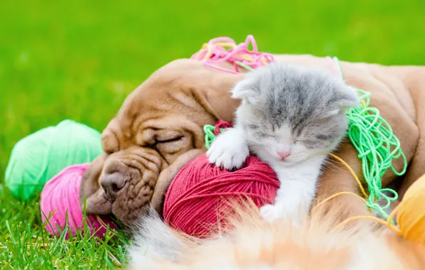 Grass, tangle, kitty, dog, bulldog, grass, kitten, dog