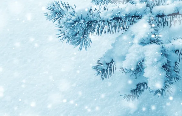 Winter, macro, snow, needles, branches, nature, tree, tree