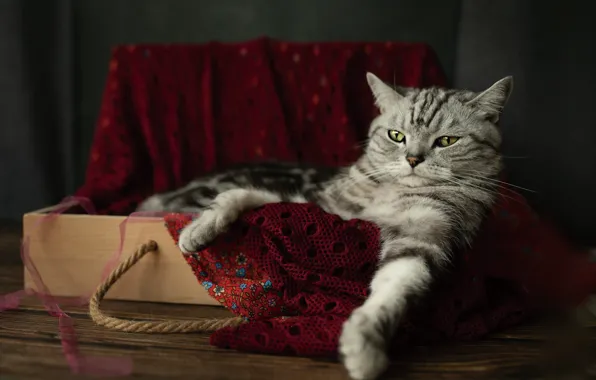 Cat, cat, look, pose, the dark background, table, Board, legs