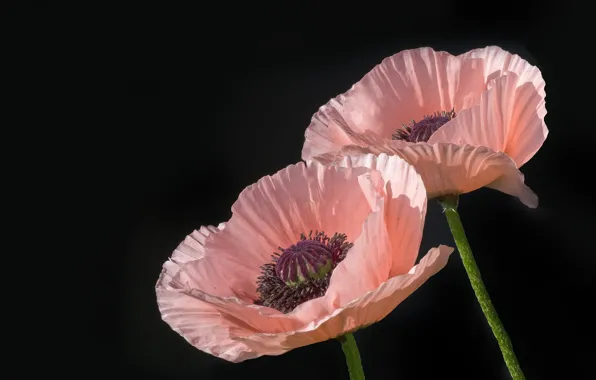 Macro, Maki, petals, pink, Duo, black background