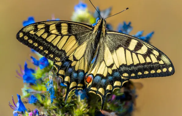 Macro, flowers, butterfly, yellow, swallowtail