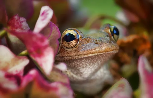 Picture eyes, look, macro, flowers, background, frog, blur, face