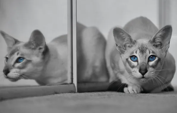 Picture cat, cat, look, reflection, muzzle, blue eyes, monochrome, Oriental cat