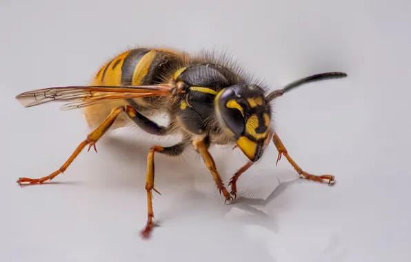 Macro, OSA, insect