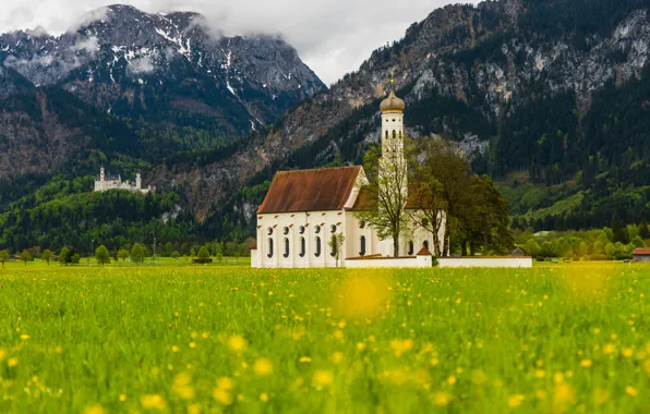 Picture greens, field, forest, trees, landscape, flowers, mountains, yellow