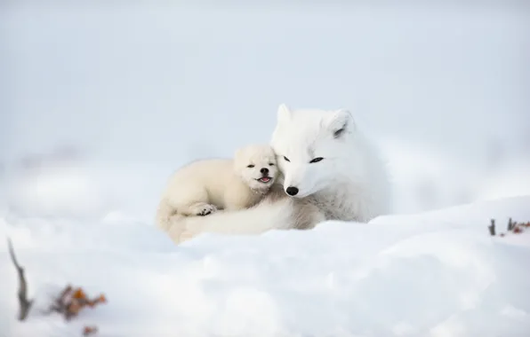 Winter, the sky, snow, nature, baby, the snow, cub, mom