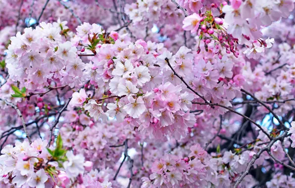 Cherry, tree, pink, spring, Sakura