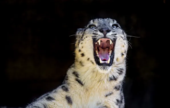 Predator, grin, IRBIS, snow leopard, snow leopard, wild cat