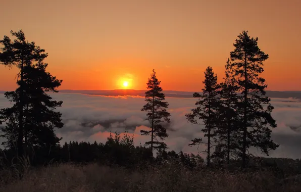 Trees, fog, sunrise, dawn, morning, Sweden, Sweden, Sunne