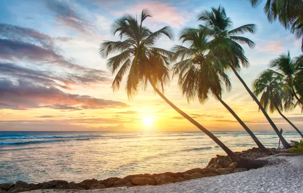 Picture sand, sea, beach, sunset, tropics, palm trees, shore, beach