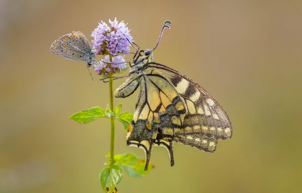 Picture flower, macro, butterfly