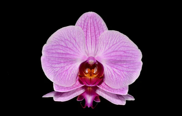 Picture flower, background, petals, Orchid