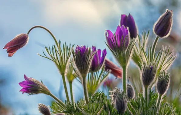 Leaves, flowers, spring, buds, blue background, lilac, bokeh, cross