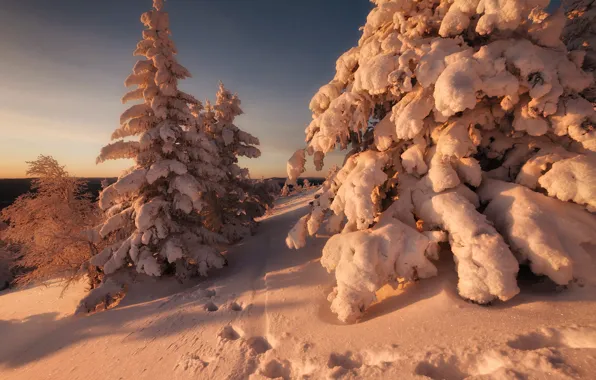 Winter, forest, the sky, light, snow, sunset, branches, traces