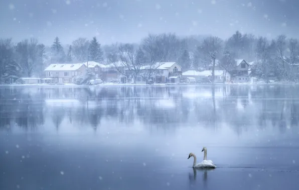 Winter, snow, birds, nature, swans, pond